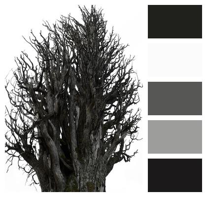 Dry Tree Trunk Cypress Image